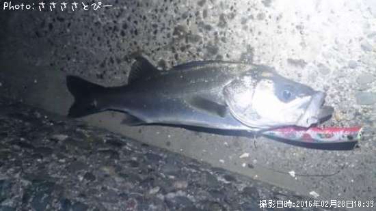 �����Х�