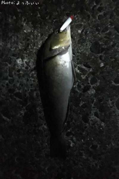 �����ʥ�