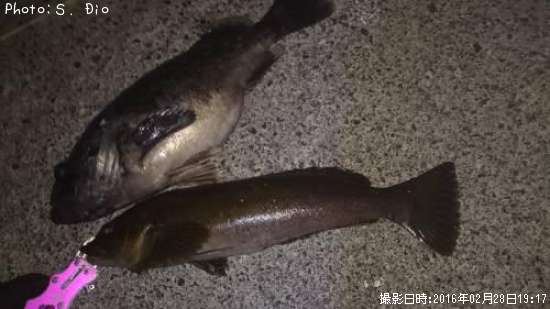 �����ʥ�