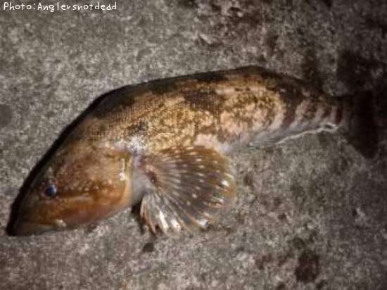 �����ʥ�