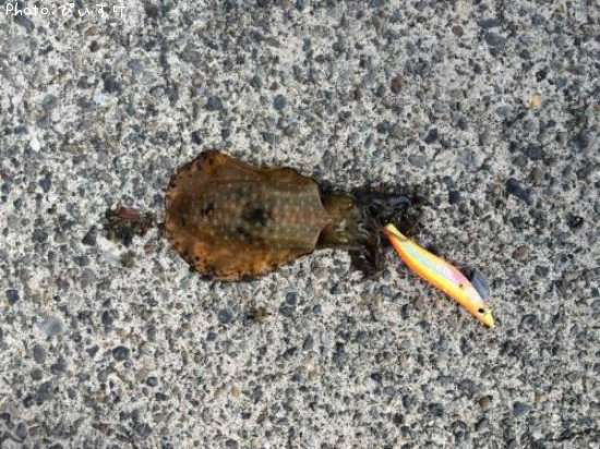 �����ꥤ��