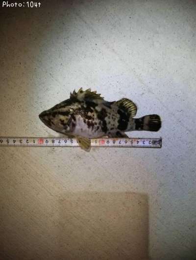 �����Υ���Х�