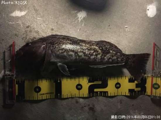 �����ʥ�