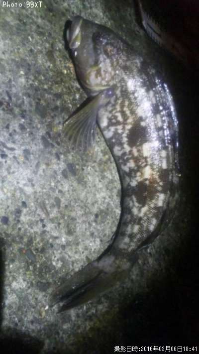 �����ʥ�