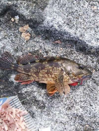 ���饫�֡�