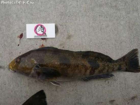 �����ʥ�