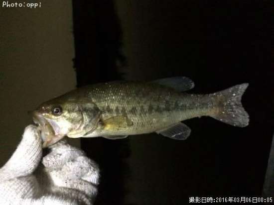 �֥�å��Х�