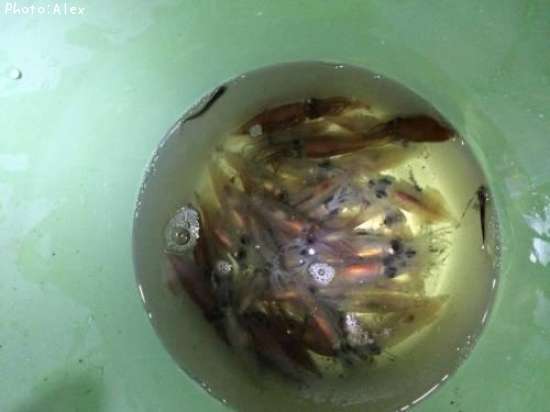 �ۥ��륤��