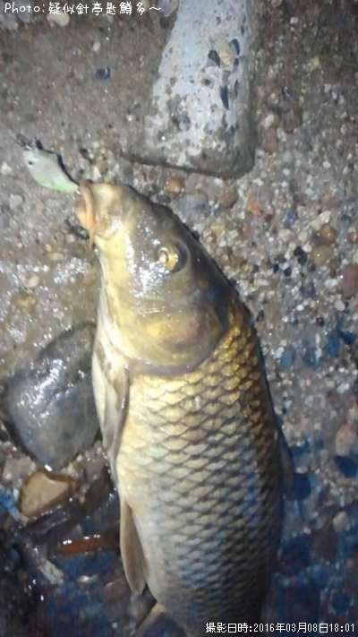 ��ʥ����ס�