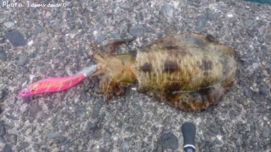 �����ꥤ��