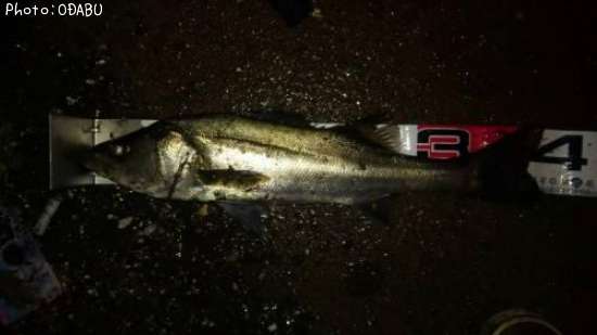 �����Х�