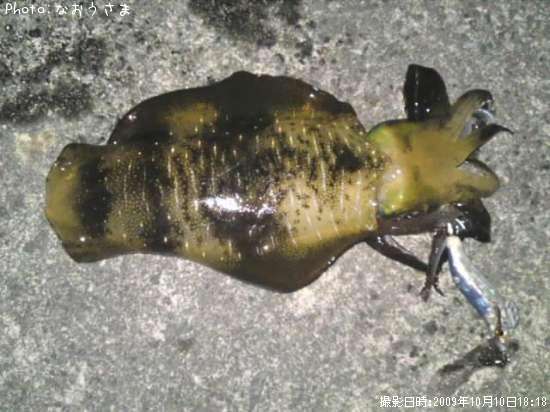 �����ꥤ��