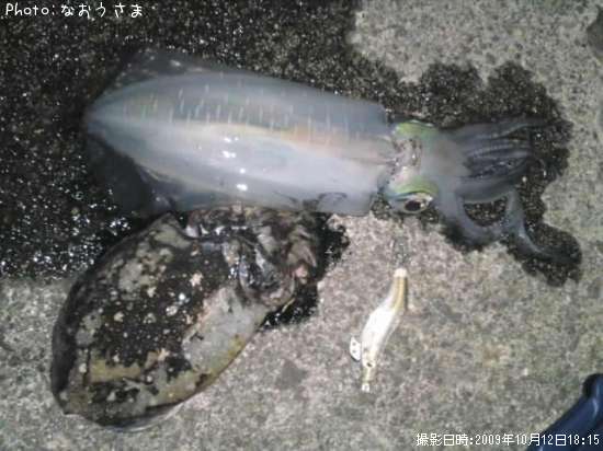 �����ꥤ��