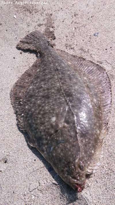 �������쥤