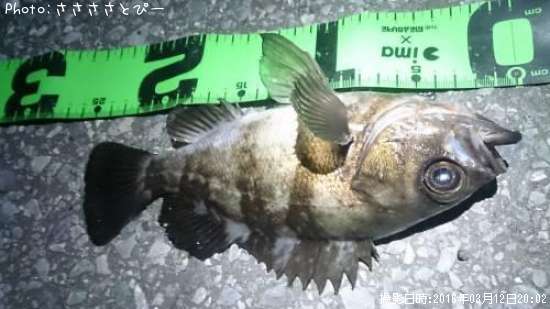 ��Х�������Х�