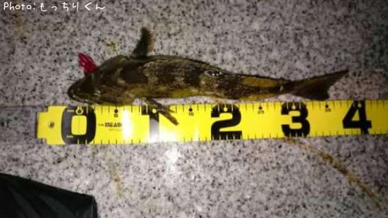 �����ʥ�