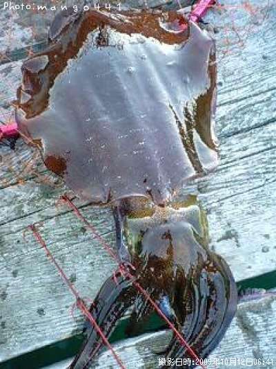 �����ꥤ��