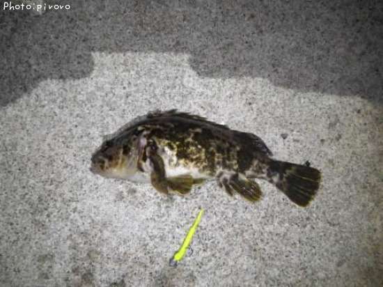 �����Υ���Х�