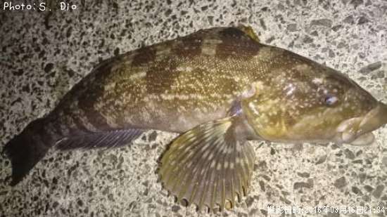 �����ʥ�