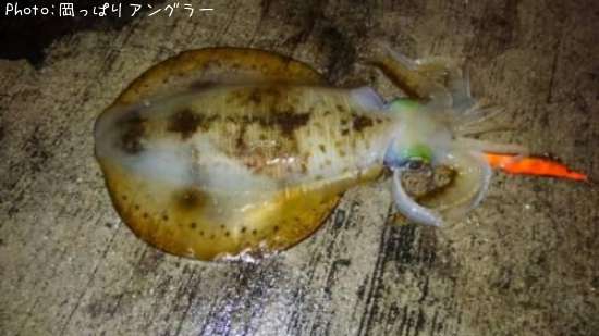 �����ꥤ��