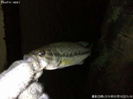 �֥�å��Х�