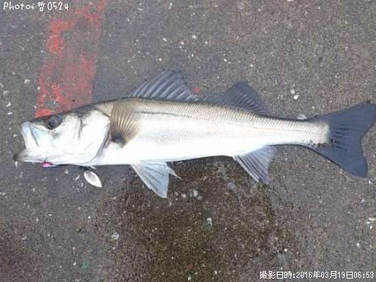 �����Х�