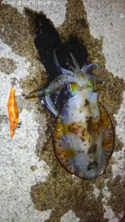 �����ꥤ��