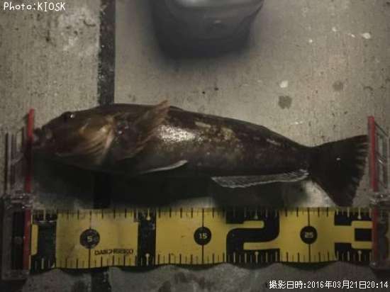 �����ʥ�