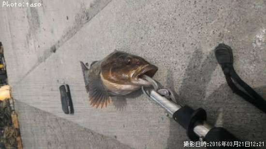 �����ʥ�