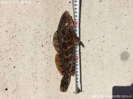 �����ʥ�