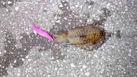 �����ꥤ��