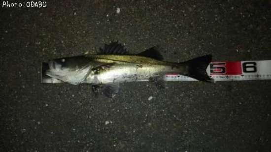 �����Х�