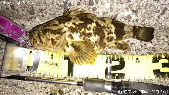 �٥å�������