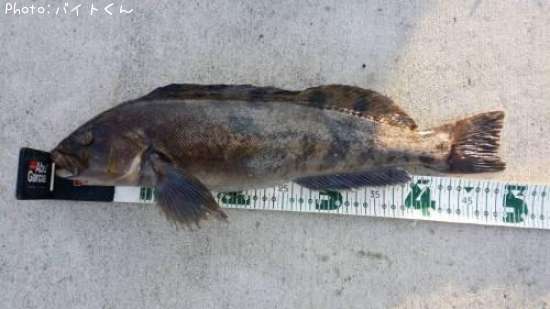 �����ʥ�