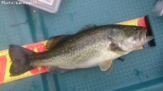 �֥�å��Х�