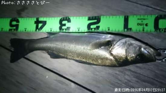 �����Х�����Х���ʥޥ�