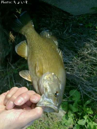 ���⡼��ޥ���