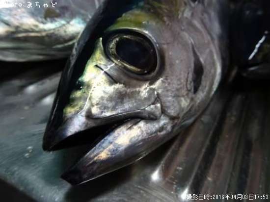 �ߡ����ӡڥ�Х��ޥ�����