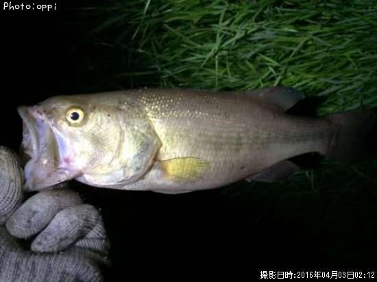 �֥�å��Х�