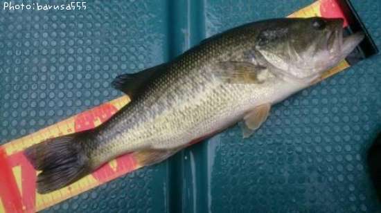 �֥�å��Х�