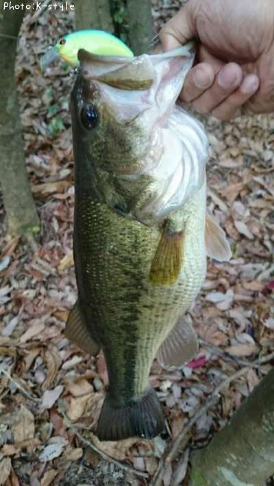 �֥�å��Х�