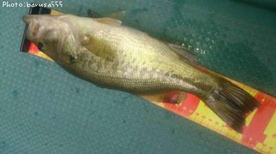 �֥�å��Х�