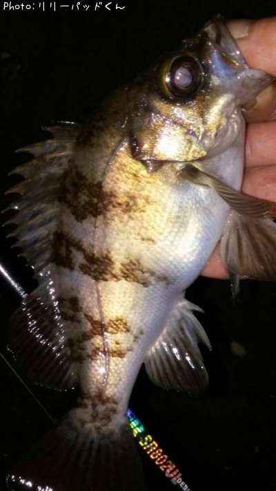 ��Х�����