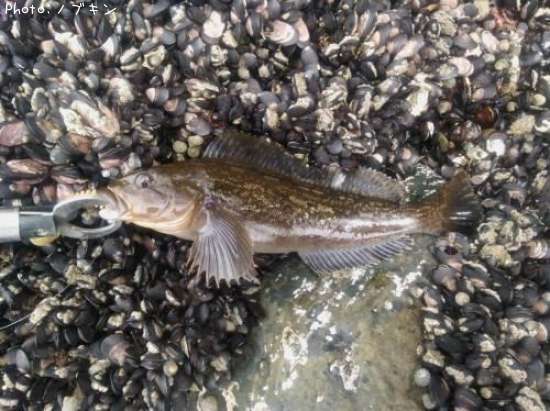 �����ʥ�