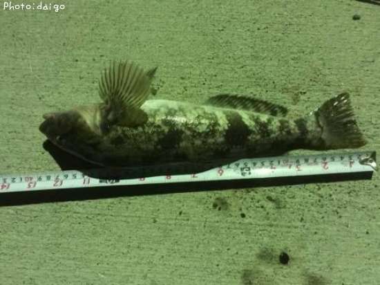 �����ʥ�