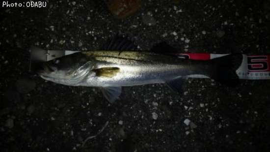 �����Х�