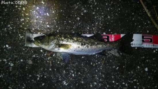 �����Х�