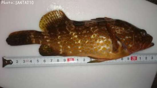 �����ϥ�