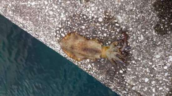 �����ꥤ��