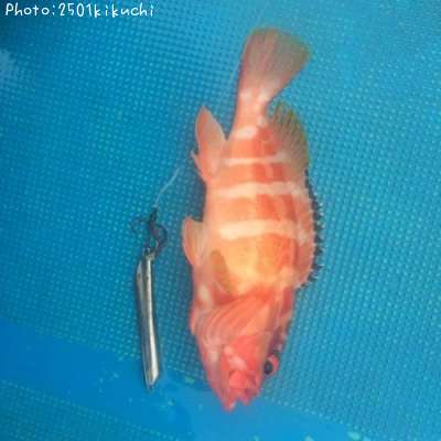 �����ϥ�